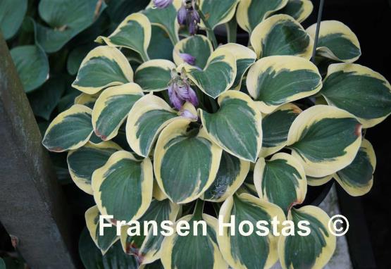 Hosta Lucky Mouse